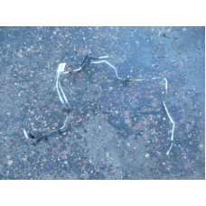  Трубка гидроусилителя к  Nissan  Primera,  2001